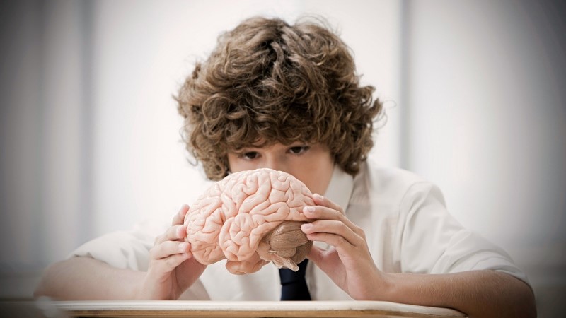 Criança observando um cérebro anatômico representando o desenvolvimento emocional infantil e a neurociência
